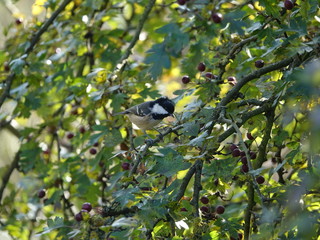 Coal tit (Periparus ater)