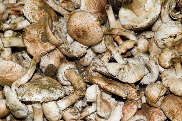 Field champignons. Edible mushroom. Mushrooms background texture. Dirty champignons