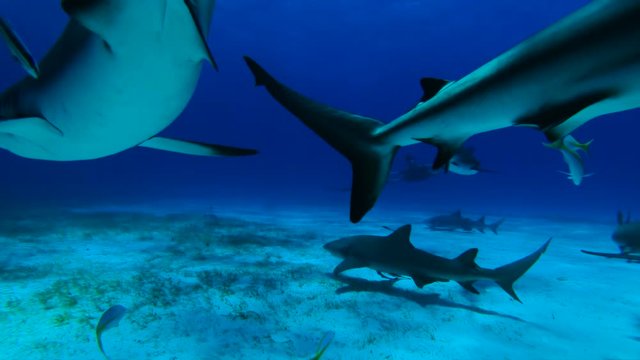 Herd of sharks swim near tropical fish, slow motion