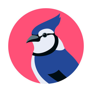 Blue Jay Cartoon Images – Browse 1,384 Stock Photos, Vectors, and Video