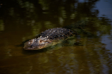 crocodile prepared for hunting