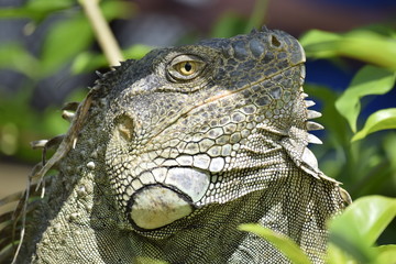 Iguana 2