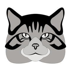 scottish wildcat head vector illustration  flat