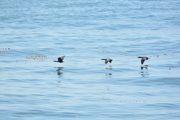 Cormerants in the San Diego Bay.
