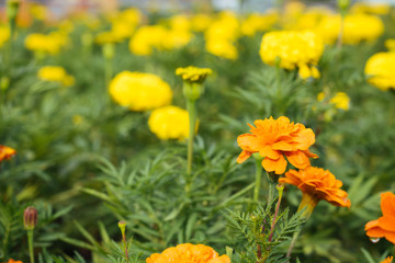 Fototapeta premium Field of yellow Marigold flowers