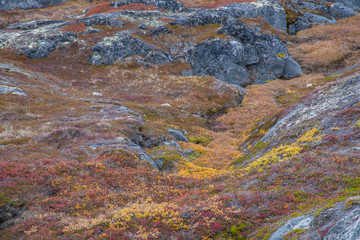 Herbstliche Tundra in Grönland in Ilulissat