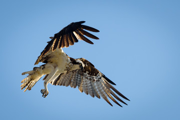 An osprey stretching out her wings for landing, blue sky in the background