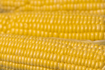 corn texture background, fresh organic corn