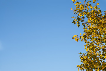 Autumn maple leaves with the blue sky background, copy space.