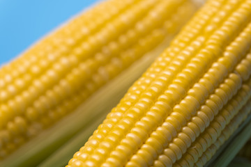 fresh organic corn on blue background
