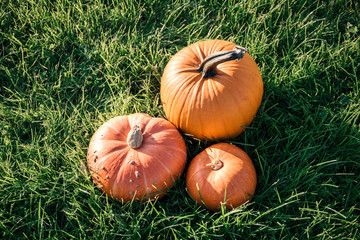 three big orange pumpkins in the green grass field 