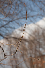 branch of a tree in winter