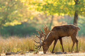 Deer's Slab in the forest