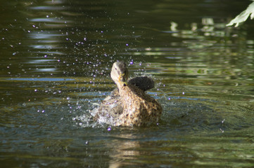 duck in water