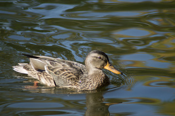 duck in pond