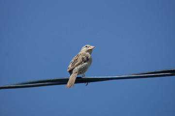 bird on a wire