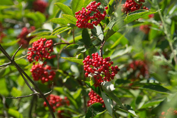 Obraz premium red berries of viburnum on a branch