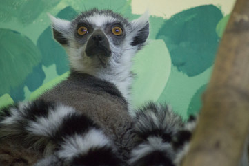 ring tailed lemur