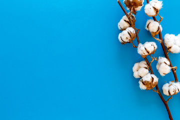 Branch of cotton on blue background top view copy space