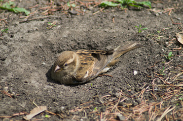 digging in dirt