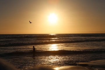 Sea Gull Ocean Sunset