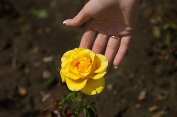 woman holding a bouquet of roses in hands