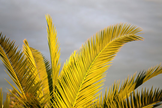 Photo of bright tropical palms on a sunny island