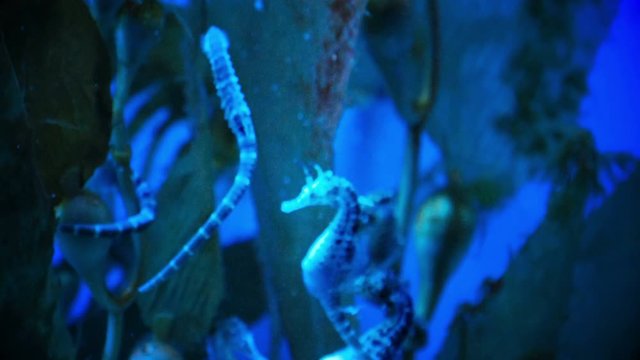 seahorses in blue ocean water big belly seahorse