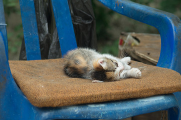 sleeping cat