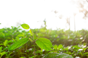 Green Summer Grass Meadow Close-Up With Sunlight