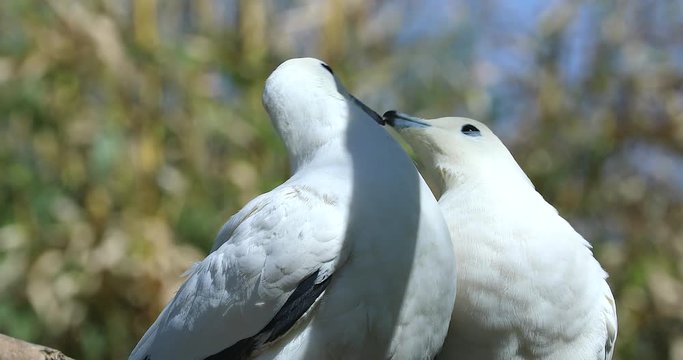 Lovely Pied Imperial Pigeon Couple (Ducula Bicolor) Perched On The Tree Branch - DCi 4K Resolution