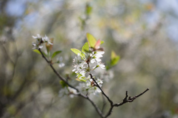 branch of a tree in spring