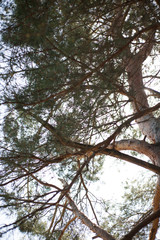 tree in the sky