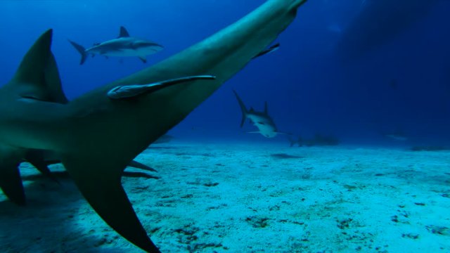 Sharks skim seabed, slow motion