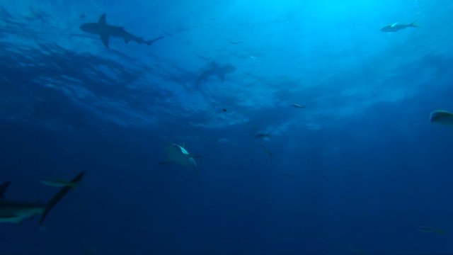 Low angle, sharks swim in slow motion