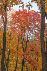 Beautiful autumn landscape: red maples trees