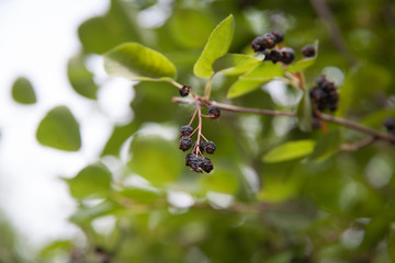 berries on a branch