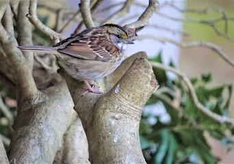 A cute white throated sparrow (Zonotrichia albicollis) perching on the branch of the tree on the garden background, Autumn in GA USA.
