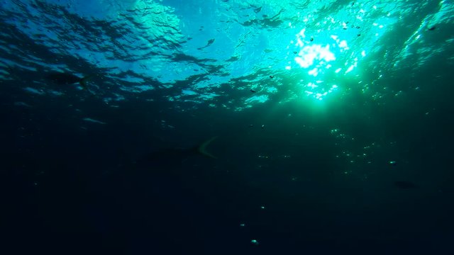 Fish swim near surface, slow motion