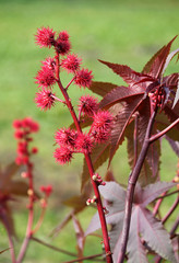 Red fruits of Castor-beans plant or Ricinus communis