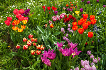 Garden with tulips