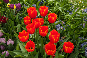Garden with tulips