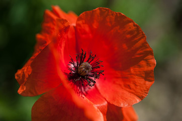 Poppy flower