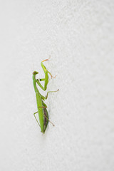Praying mantis, green mantis religiosa on a white wall