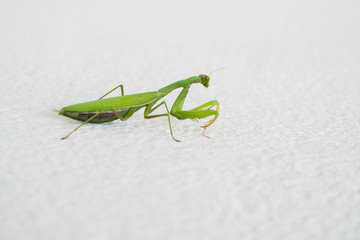 Praying mantis, green mantis religiosa on a white wall