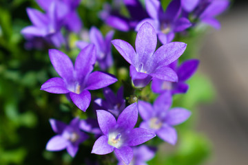 Campanula flower blossom close up. Purple bellflower in garden (Campanula portenschlagiana)