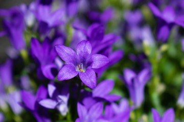 Fototapeta na wymiar Campanula flower blossom close up. Purple bellflower in garden (Campanula portenschlagiana)
