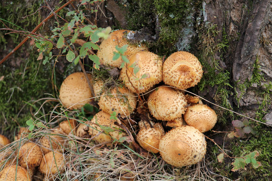 Cluster of Golden Scalycap mushrooms or Pholiota aurivella