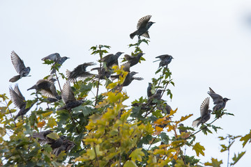 Flock of starlings starting up from a maple tree - with spread wings