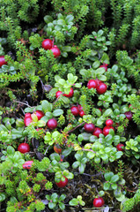 Partridgeberry Lingonberry Growing Wild